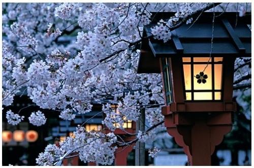 Japan Sakura